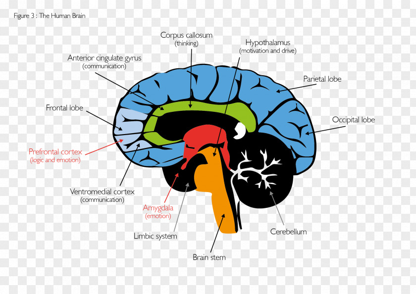 Brain Human Behavior Organism PNG