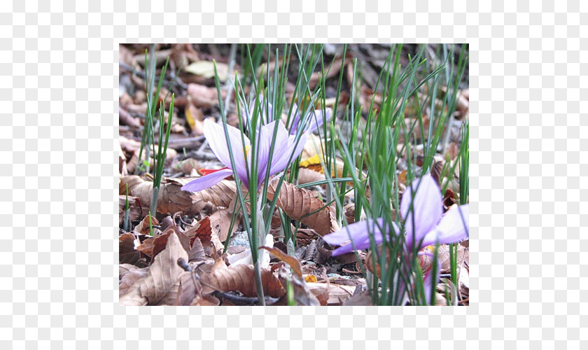 Crocus Flowering Bulbs Alt Attribute Terra Ceia Farms Plant PNG