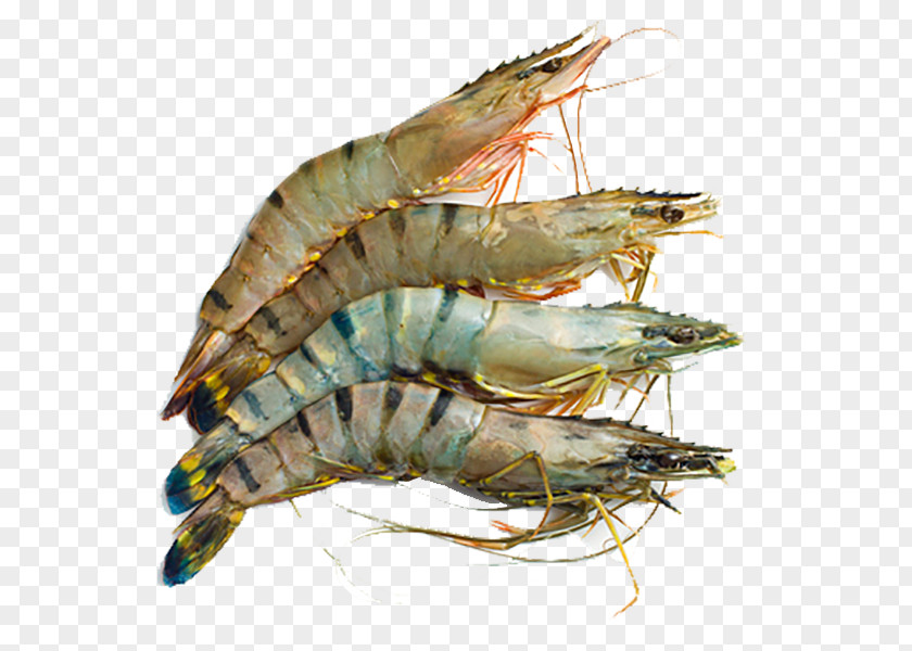 Giant Tiger Prawn Prawns Caridea Shrimp PNG tiger prawn Shrimp, clipart PNG