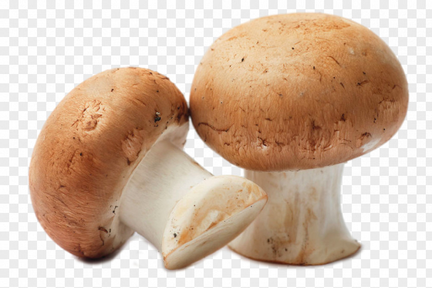 HD Mushroom Common Food Shimeji Fungiculture PNG