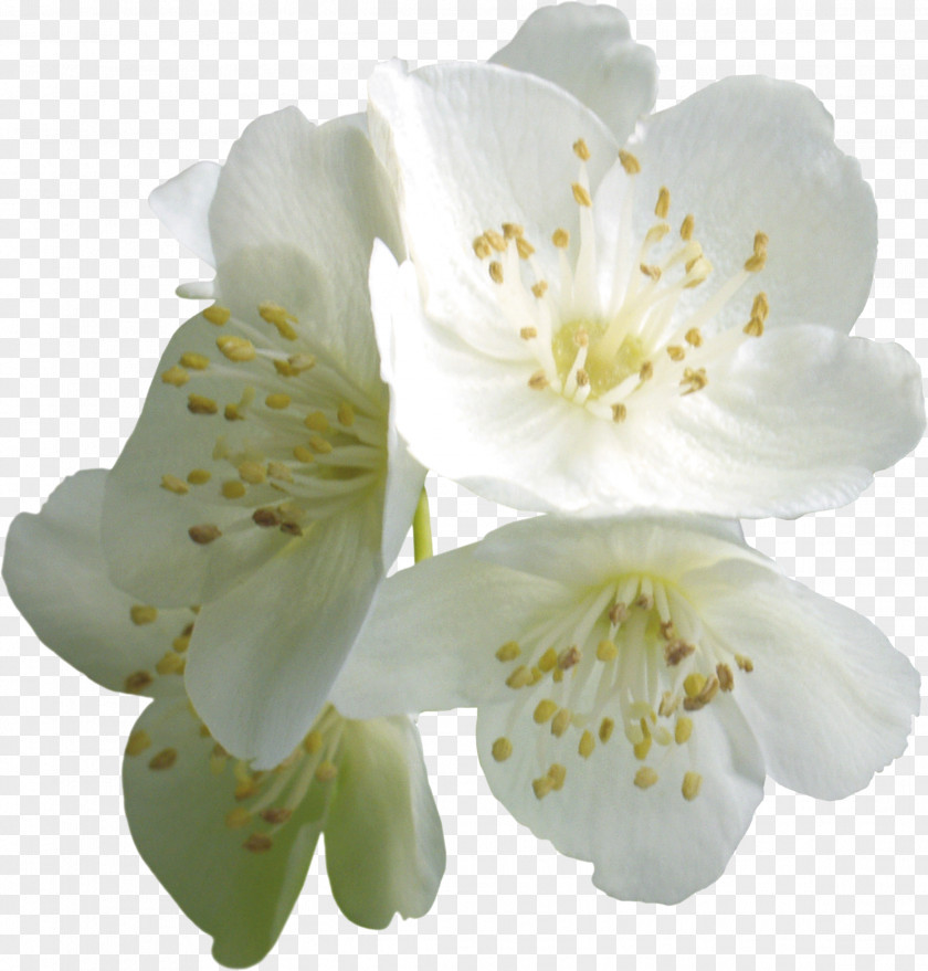 Jasmine Flower PhotoScape Clip Art PNG
