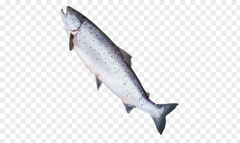 Salmon Icon Coho Trout Website Fish PNG