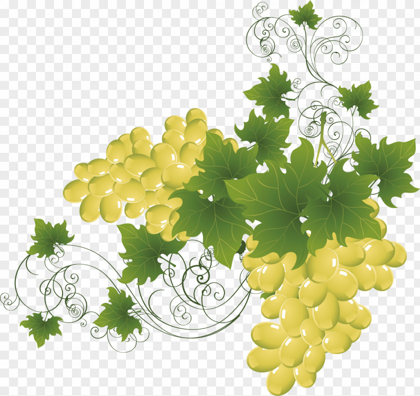 Grapes Decoration Vector Material Wine Adobe Illustrator Grape Clip Art PNG