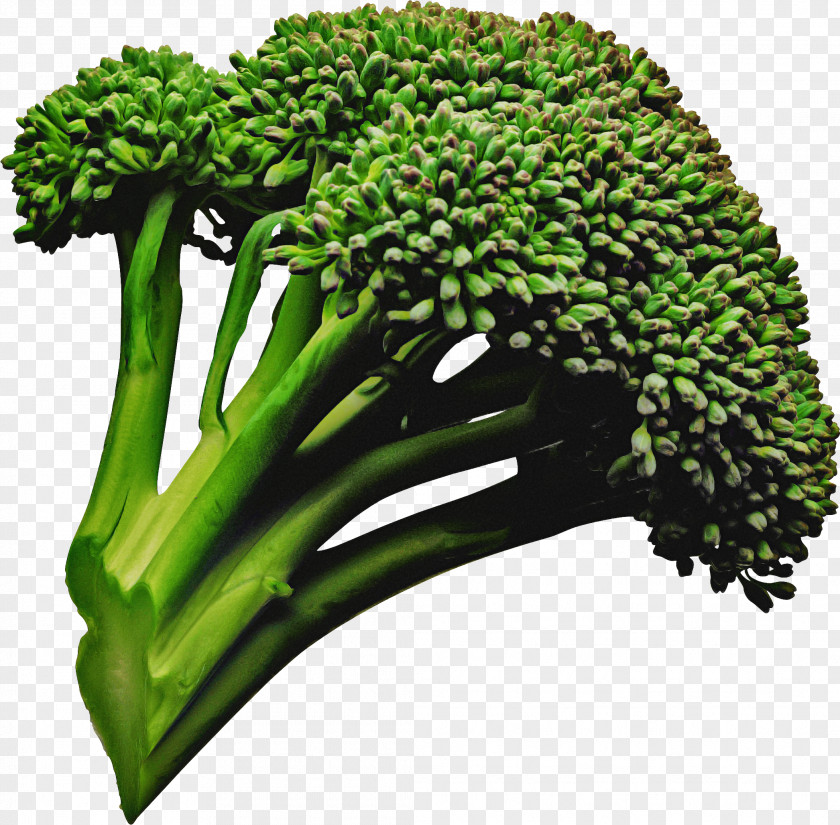 Herb Flower Vegetables Cartoon PNG