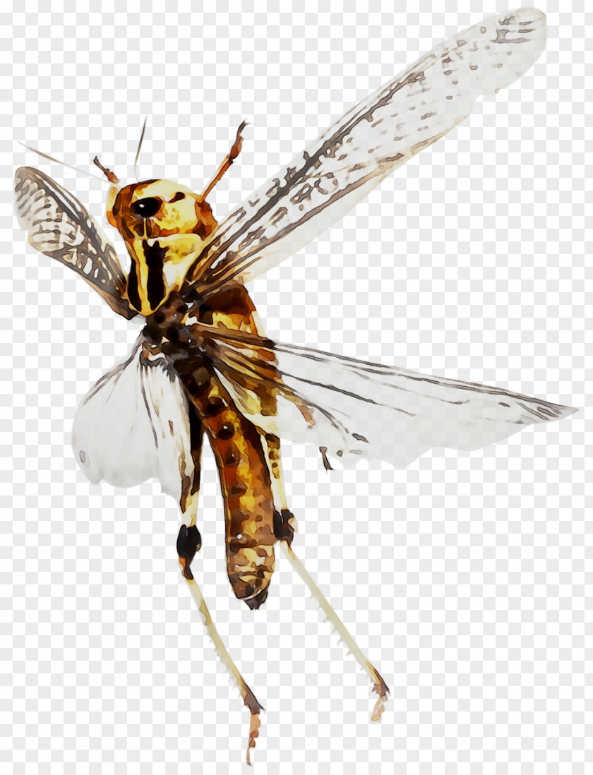 Honey Bee Hornet Net-winged Insects Wasp PNG