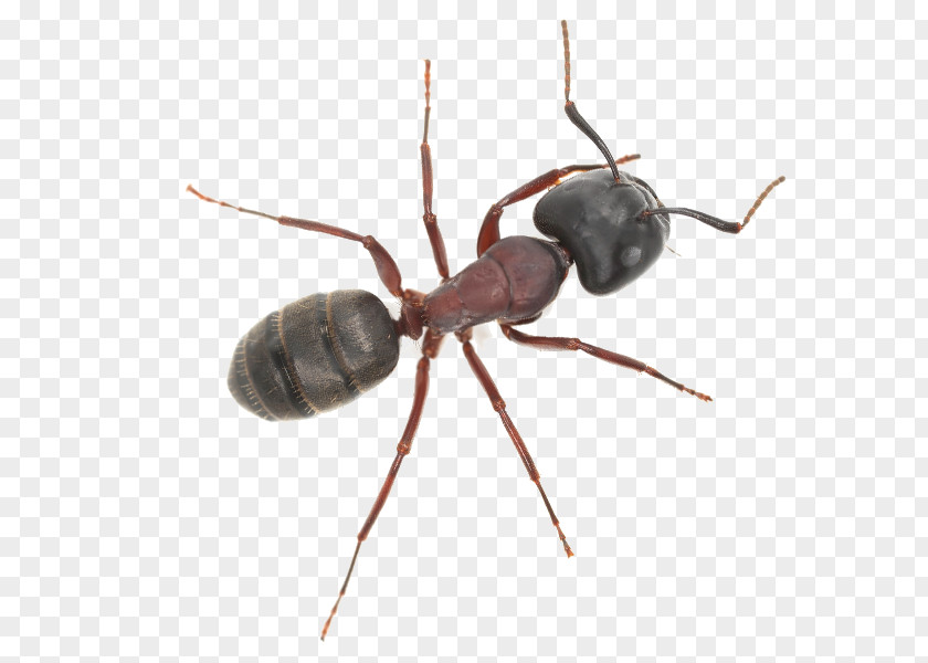 Insect K2 Anthony McPartlin PNG