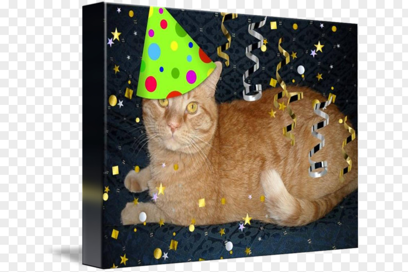 Kitten Tabby Cat Whiskers Birthday PNG