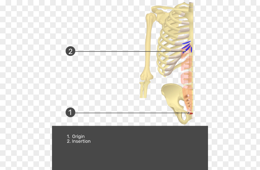 Transverse Abdominal Muscle Rectus Abdominis Origin And Insertion Internal Oblique PNG