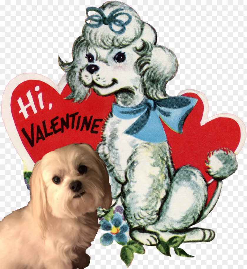 Valentines Day Party Shih Tzu Havanese Dog Schnoodle Puppy Canidae PNG