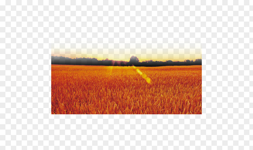 FIG Sunset Yellow Field Euclidean Vector Computer File PNG