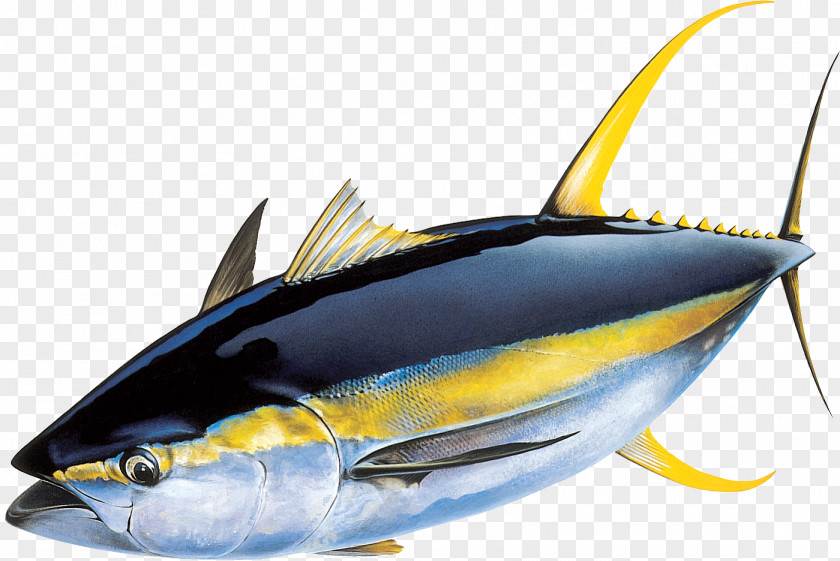 Fish Yellowfin Tuna Atlantic Bluefin Skipjack Fishing PNG