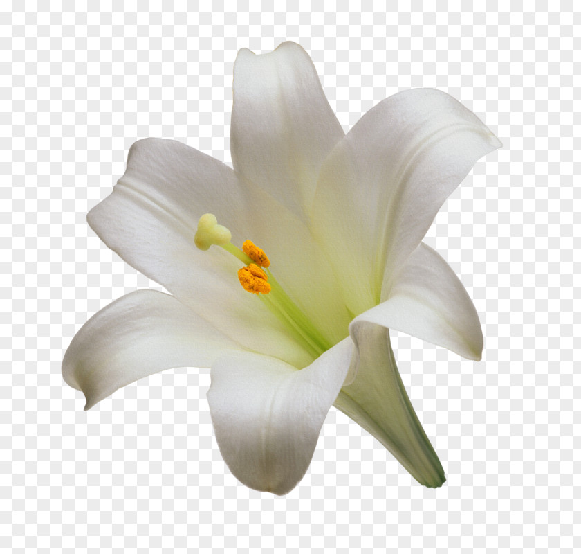 Flower Madonna Lily Cut Flowers Tiger Easter PNG