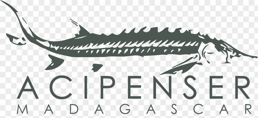 Madagascar Film Logo Caviar Greater Sturgeons Brand PNG