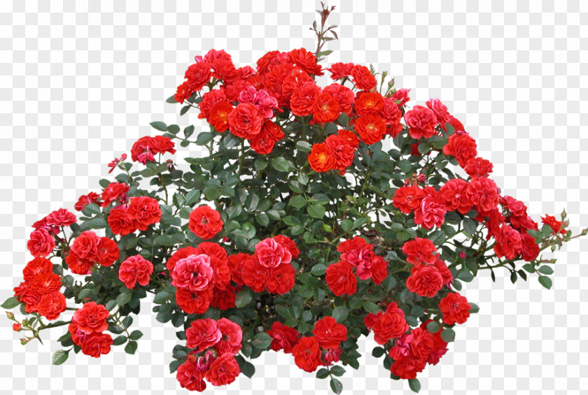 Rose Shrub Plant Clip Art PNG