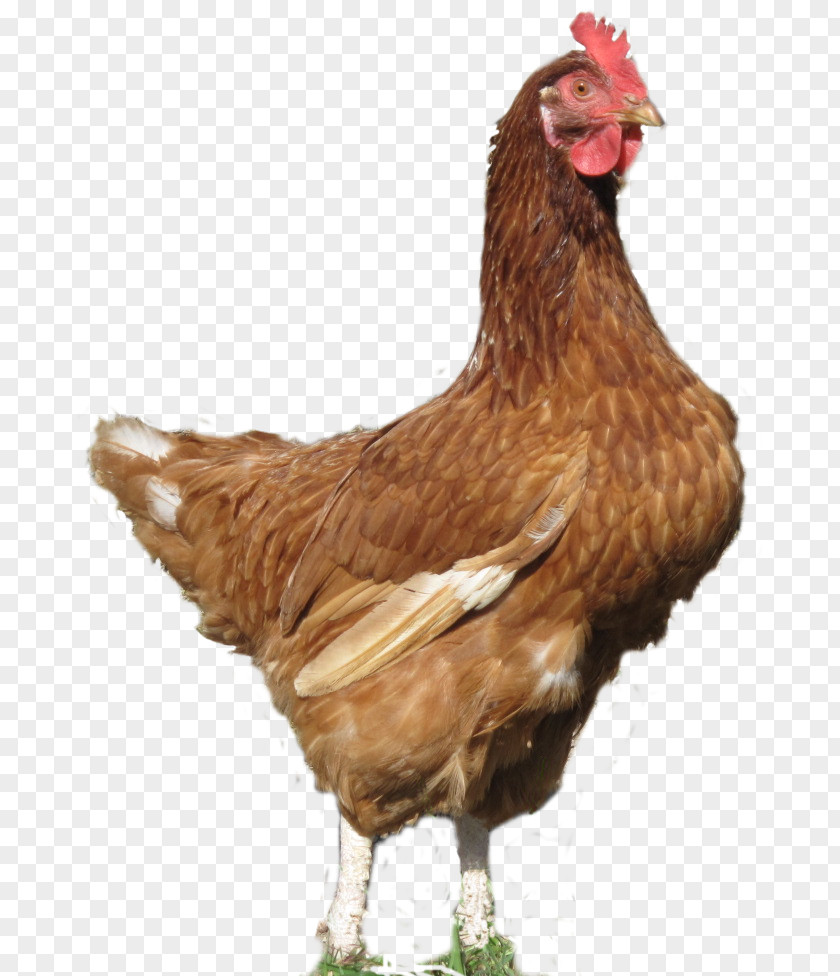 Vache Rooster Chicken As Food Beak PNG
