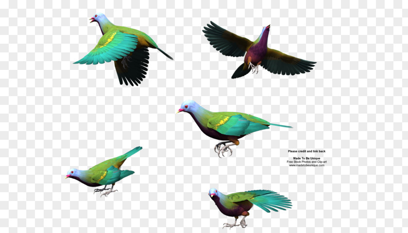 Bird Wing Wompoo Fruit Dove Gulls Squab PNG