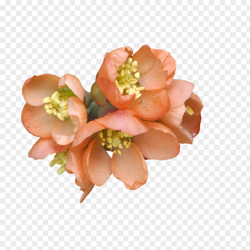 Bouquet Flower Peach Rose Wallpaper PNG