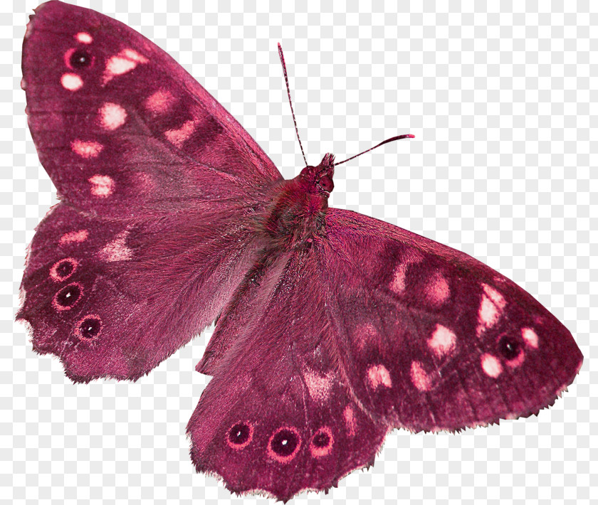 Butterfly Moth Clip Art PNG