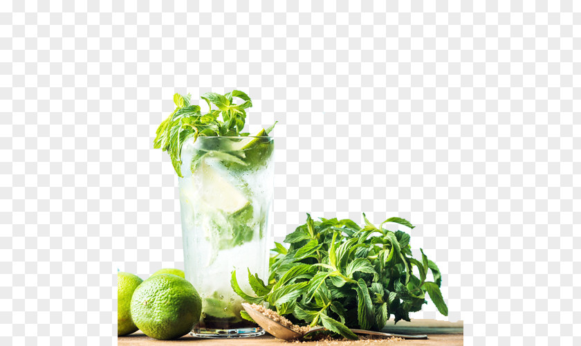 Cool Mint Mojito Cocktail Rum Julep PNG
