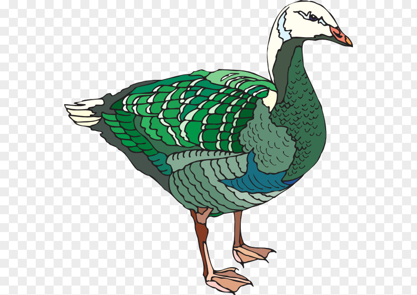 Goose Duck Water Bird Mallard PNG