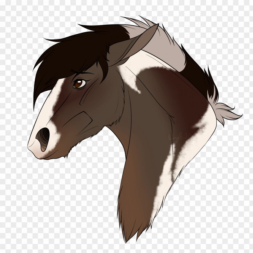 Mustang Mane Foal Colt Stallion PNG