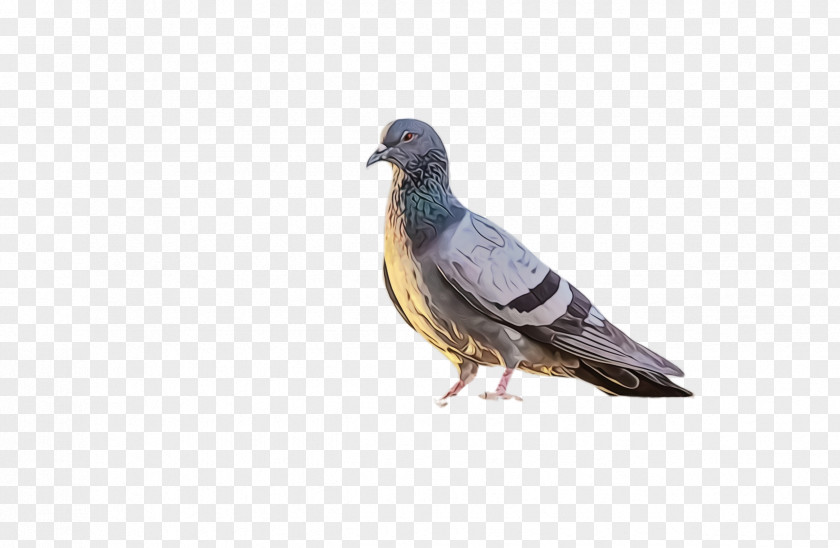 Swallow Rock Dove Bird PNG