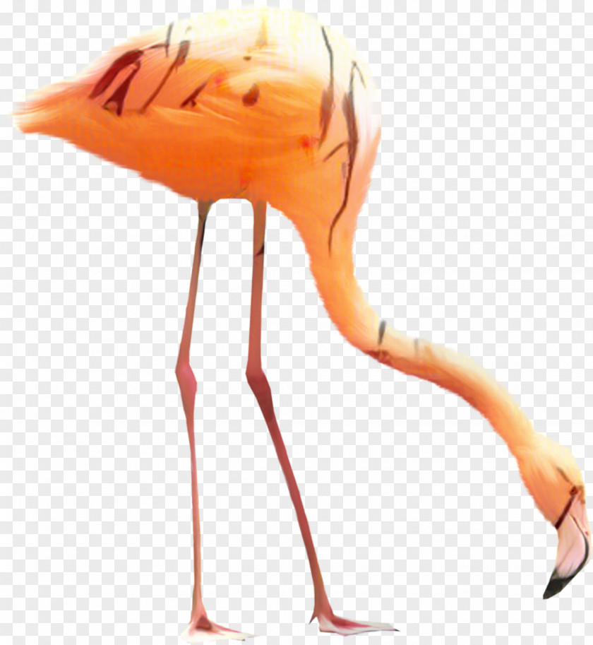 Clip Art Greater Flamingo Transparency PNG