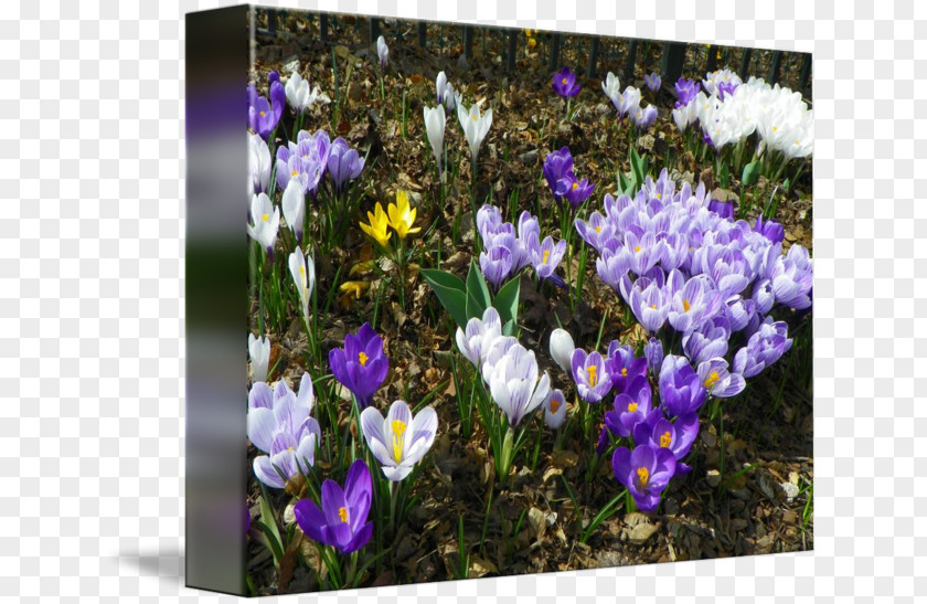 Crocus Wildflower Annual Plant PNG