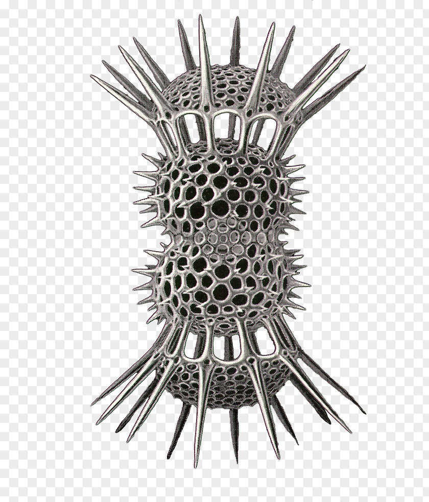 Metal Radiolaria PNG