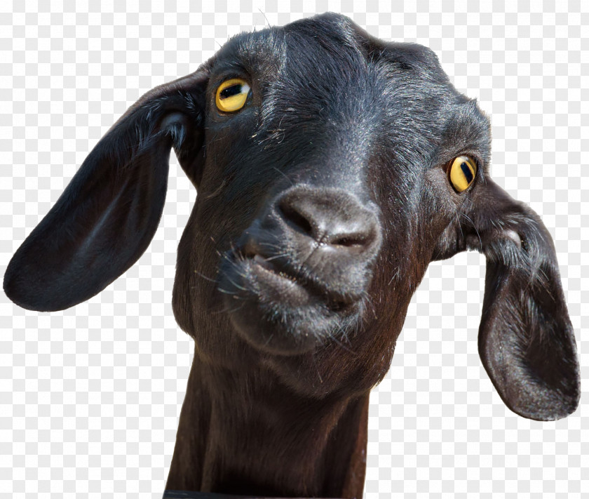 Goat Sheep Animal Clip Art Stock Photography PNG