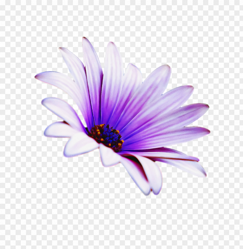 Lavender PNG