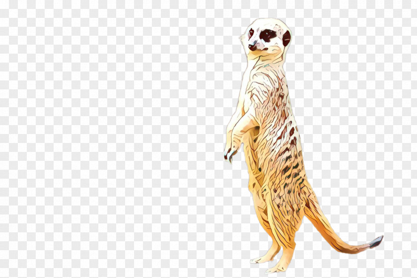 Meerkat Mongoose Tail Wildlife PNG