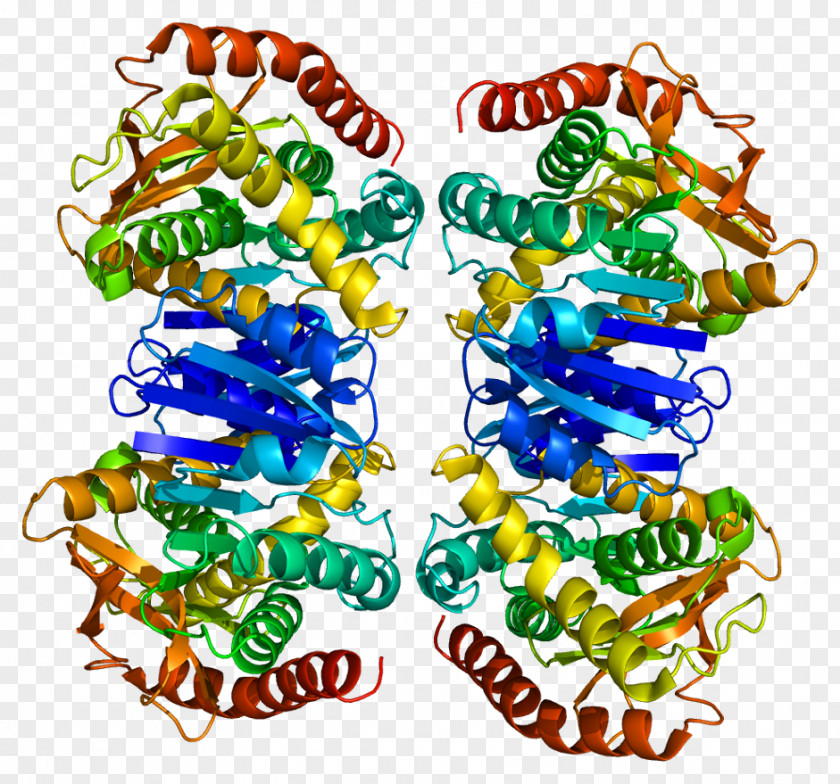 Mitochondrial Matrix Malate Dehydrogenase 2 Protein Quaternary Structure Nicotinamide Adenine Dinucleotide PNG