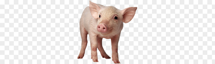Pig PNG clipart PNG