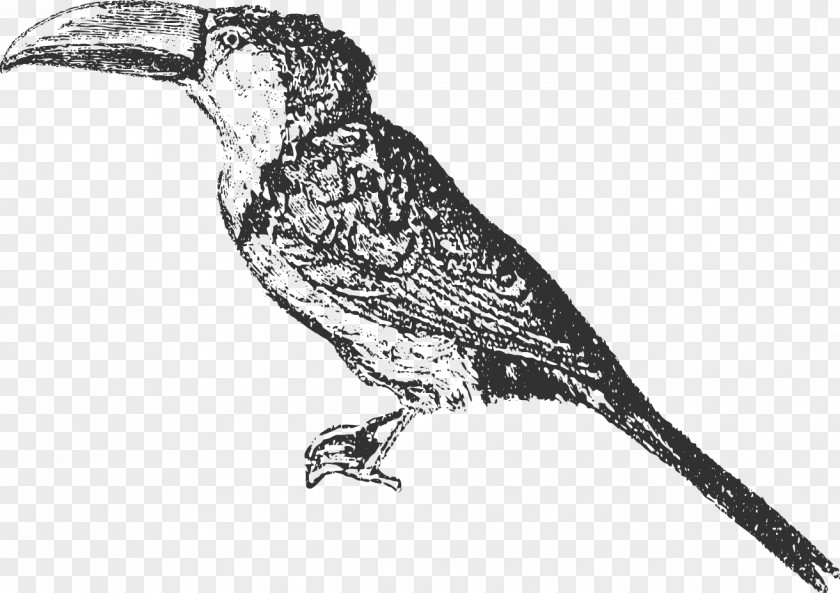 Toucan Bird Finch Beak /m/02csf PNG