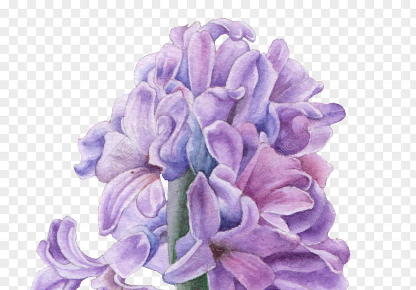 Transparent Flower Hyacinth Ornamental Plant Image Vector Graphics PNG