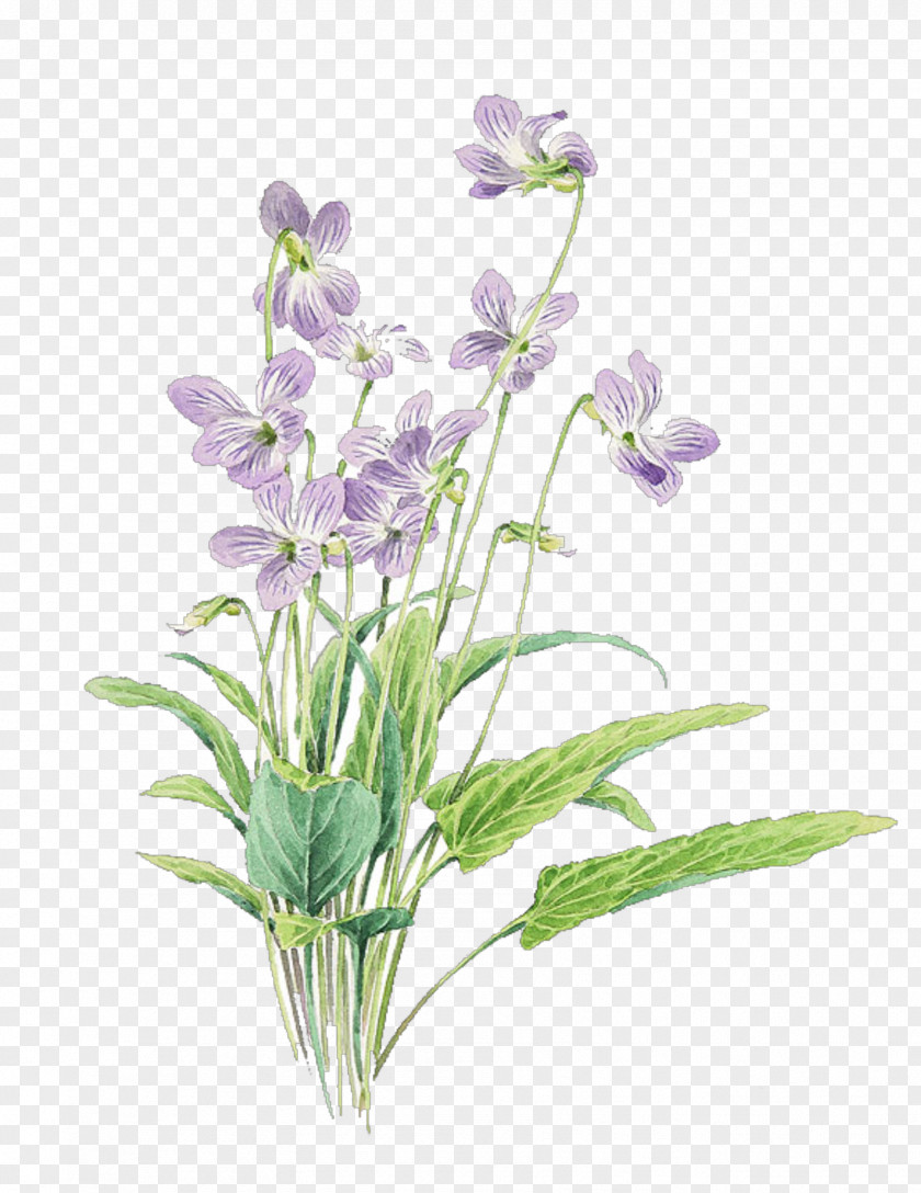 Bellflower Family Flower Flowering Plant Violet Cut Flowers PNG