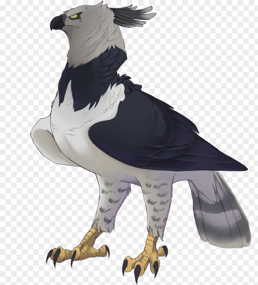 Eagle Harpy Bird Drawing PNG