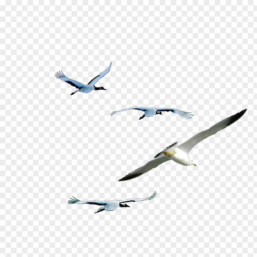 Flying Bird Animal Flight Wing PNG