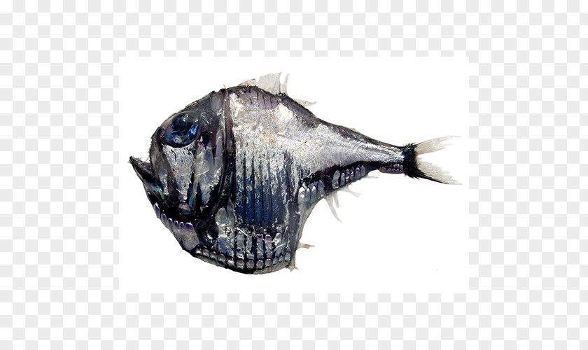 Freshwater Hatchetfish Argyropelecus Aculeatus Deep Sea Creature Fish Monster PNG