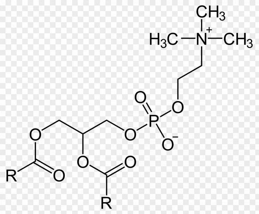 Lecithin–cholesterol Acyltransferase Lysophosphatidylcholine Phosphatidylserine PNG