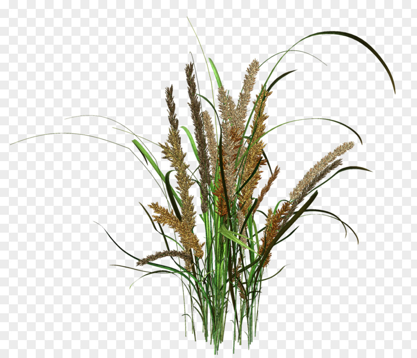 Phragmites Grass Plant Stem PNG