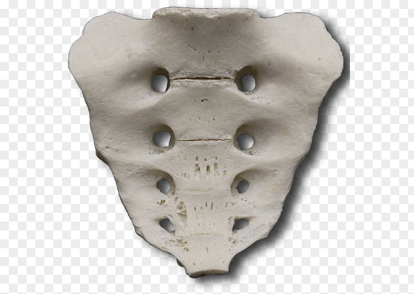 Sacrum Bone Artifact PNG