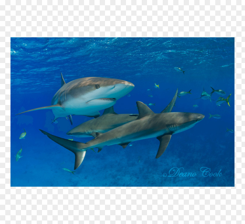 Shark Tiger Great White Lemon Caribbean Reef PNG