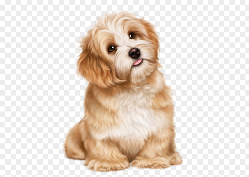 Watercolor Puppy Cavachon Shih Tzu Havanese Dog Bolognese PNG