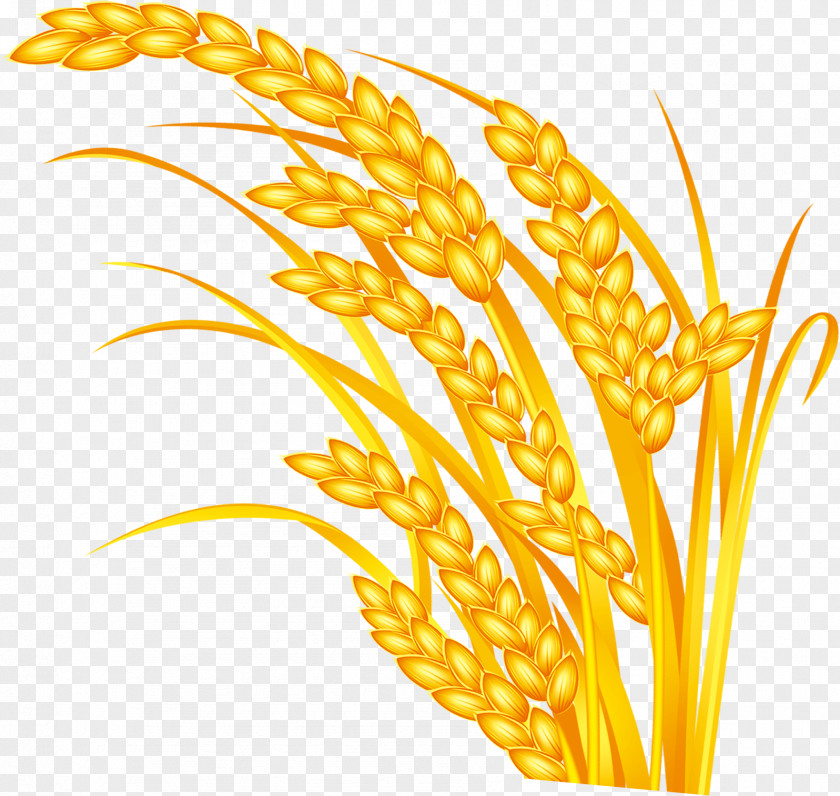 Wheat Rice Oryza Sativa Grauds Five Grains PNG