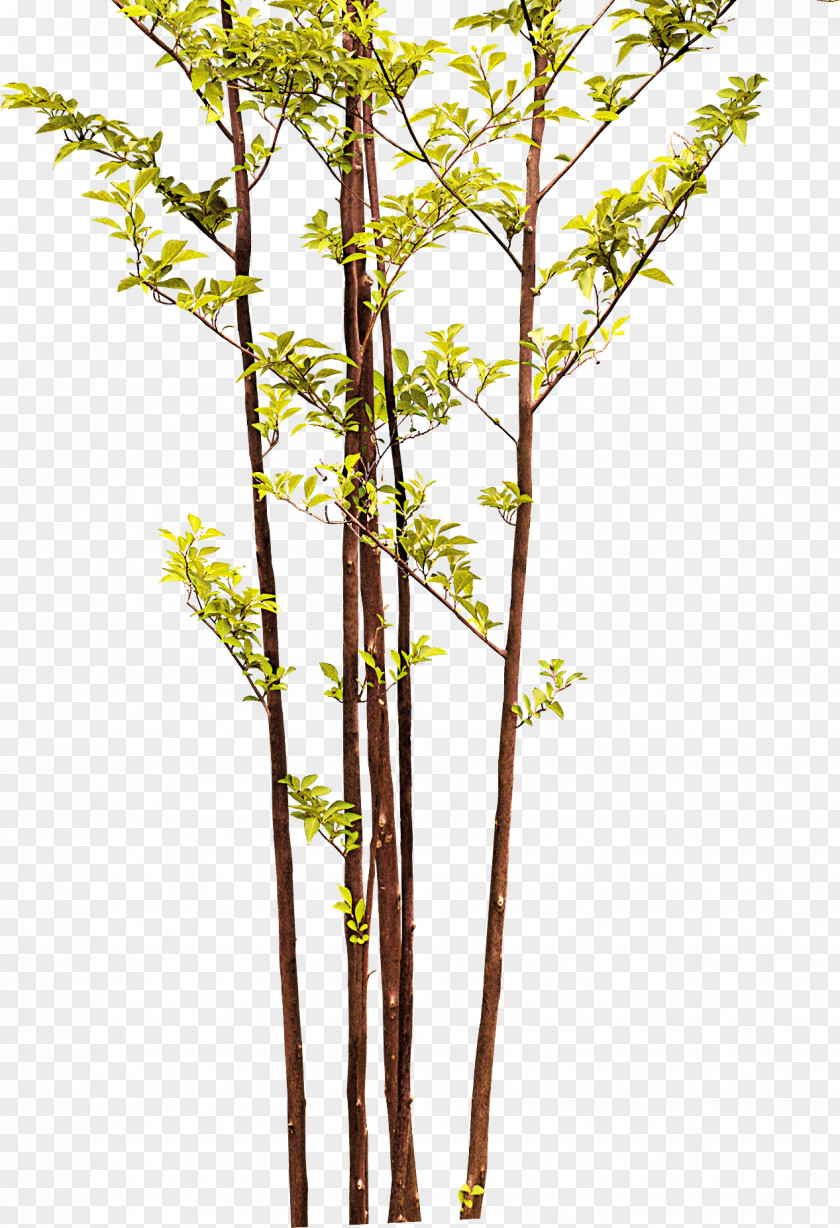 Bamboo Twig Tree PNG