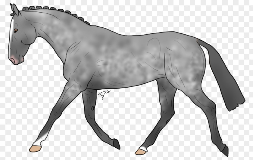 Mustang Stallion Warmblood Pony Mane PNG