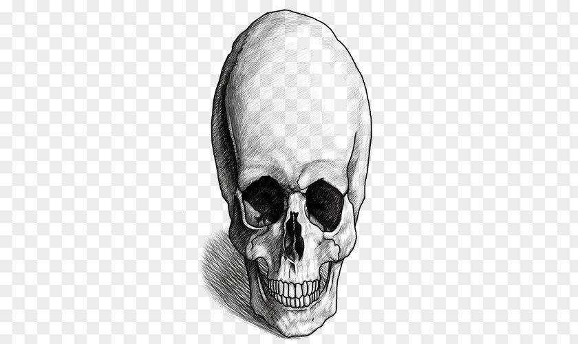 Nose Skeleton Homo Sapiens Skull Human Behavior PNG