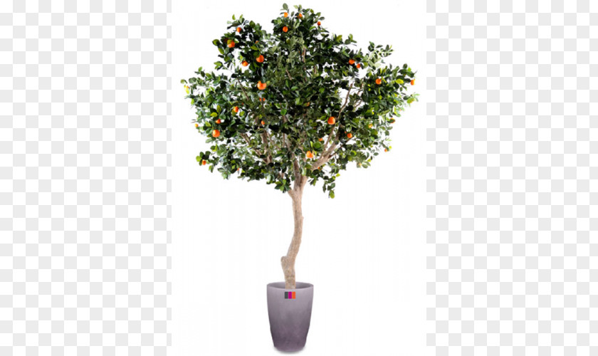Orange Fruit Tree Green Trunk PNG